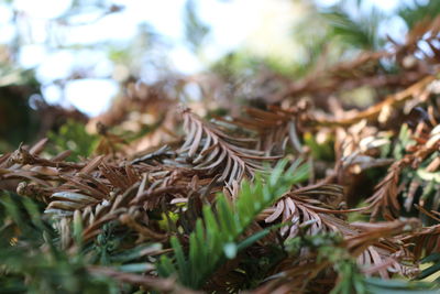 Close-up of plant