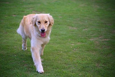 Portrait of dog on field