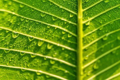 leaf