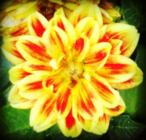 Close-up of yellow flower