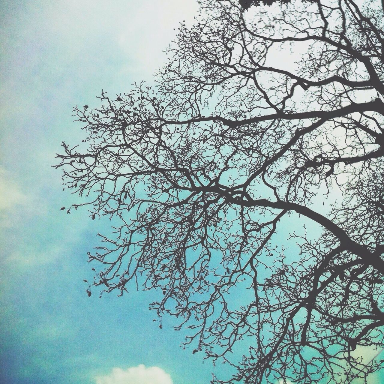 low angle view, sky, tree, branch, nature, cloud - sky, beauty in nature, growth, tranquility, bare tree, cloudy, cloud, scenics, day, outdoors, no people, high section, tranquil scene, treetop, blue