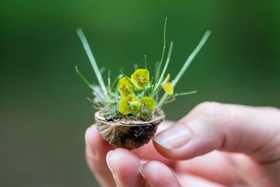 Close-up of hand holding insect on flower