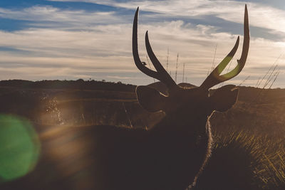 View of deer on landscape during sunset