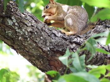 Low angle view of squirrel eating food on tree