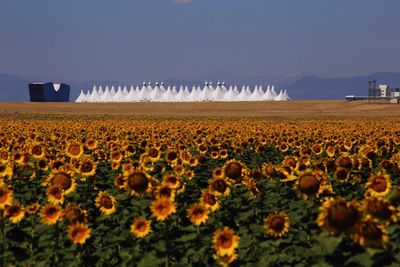 Scenic view of sunflower field against clear blue sky