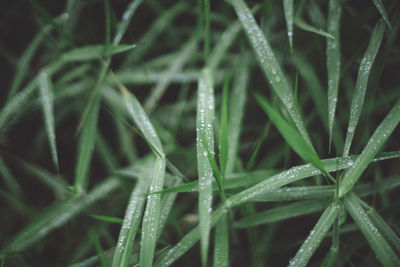 Full frame shot of wet grass during rainy season