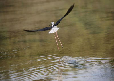 Black-winged stilt bird flying with big wings above the pond