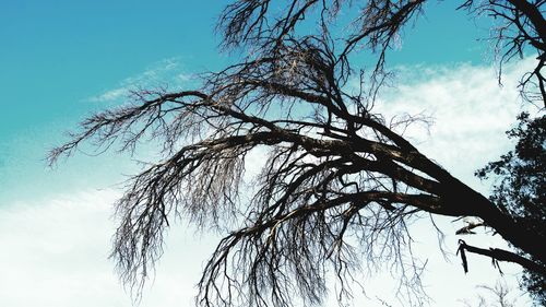 Low angle view of tree against sky