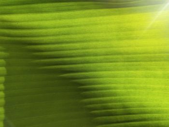 Full frame shot of green leaves