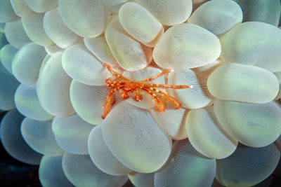 Full frame shot of white flower