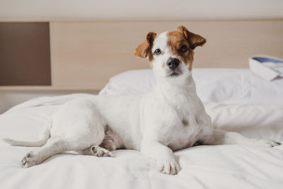 Portrait of dog lying down on bed