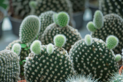 Close-up of cactus plant