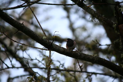 Low angle view of bird perching on branch against sky