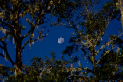 Low angle view of apple tree against sky