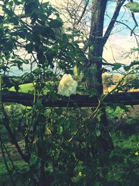 Plants growing on tree trunk