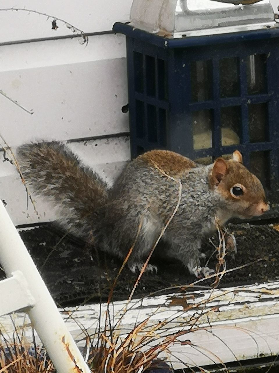 CLOSE-UP OF SQUIRREL ON WOOD