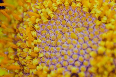 Full frame shot of yellow flowering plant