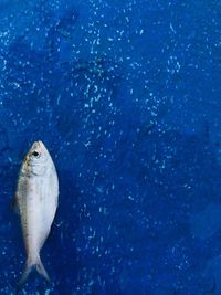 Close-up of fish underwater