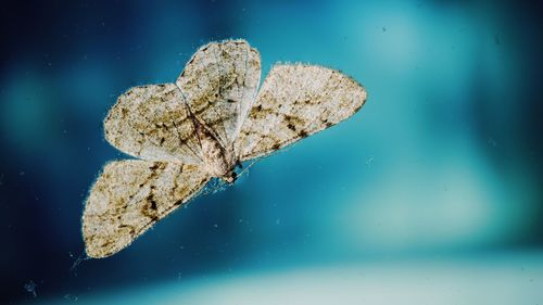 Close-up of butterfly against blue background