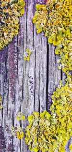 Close-up of yellow flowering plant on tree trunk