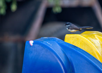 Close-up of bird perching outdoors