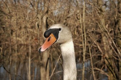 Close-up of swan in lake