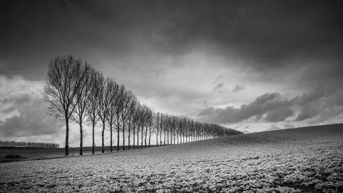 Trees on field against sky
