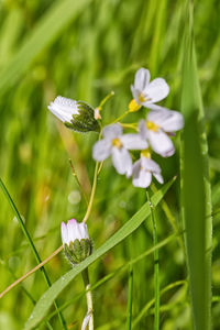 Close-up of fresh white purple flowers