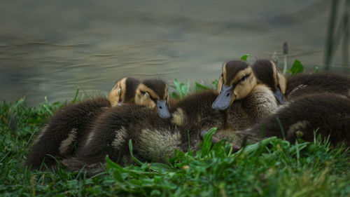 Cuddling little ducks