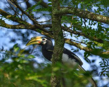 This oriental pied hornbill is a resident at the seletar arrospace park here is singapore.