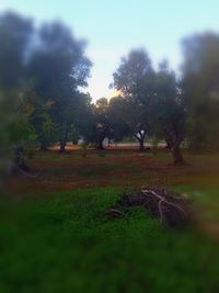 Trees on field against sky