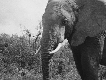 Close-up of elephant