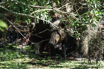 View of a reptile in the forest