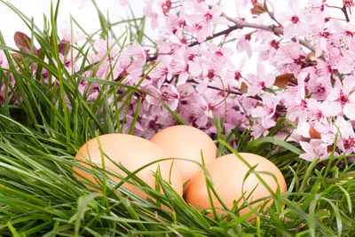 Eggs and flowers on grassy field