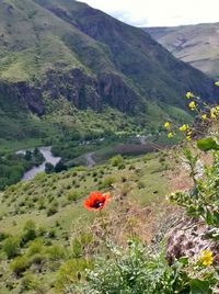 High angle view of poppies on countryside landscape