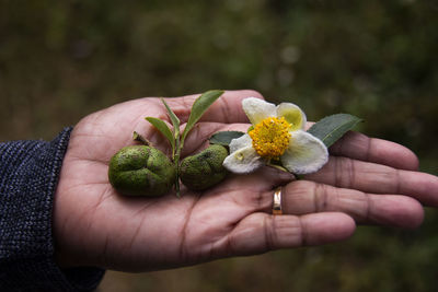Tea leaves,its flower and fruit all are in one hand