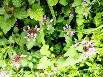 Close-up of fresh flowers blooming in garden