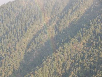 High angle view of trees in forest