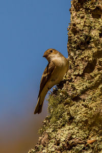 Low angle view of bird perching on rock against sky