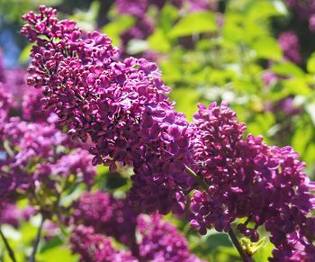 Close-up of pink flowering plant