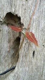 Close-up of butterfly on wood