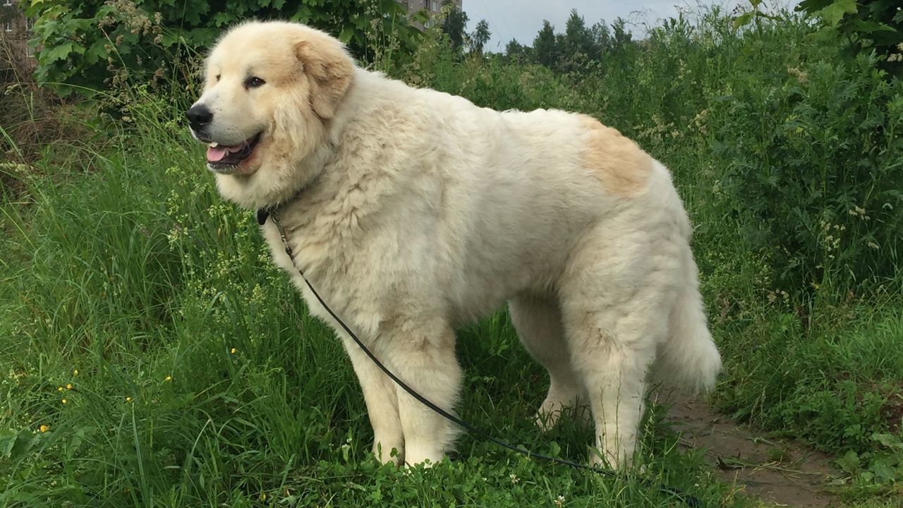 dog, one animal, pets, domestic animals, animal themes, grass, mammal, field, day, full length, outdoors, nature, no people, tree, close-up