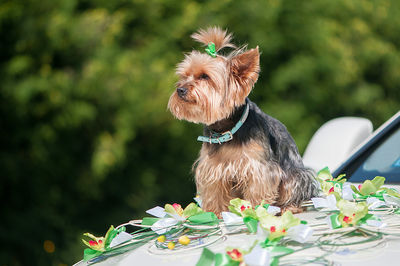 Yorkshire terrier sitting on decorated wedding car hood