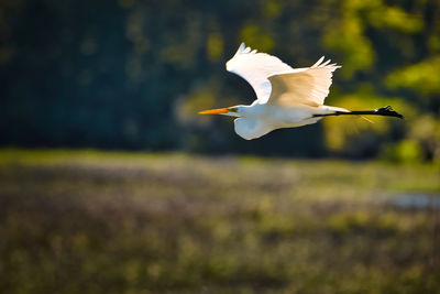 White bird flying