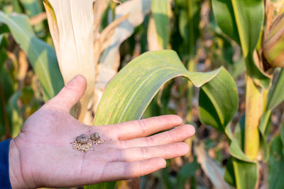 Close-up of insect on hand holding leaf