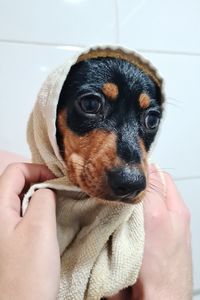 Close-up of hand holding puppy