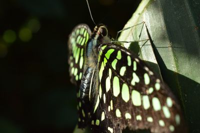 Close-up of butterfly on leaf