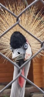 Close-up of a bird in cage