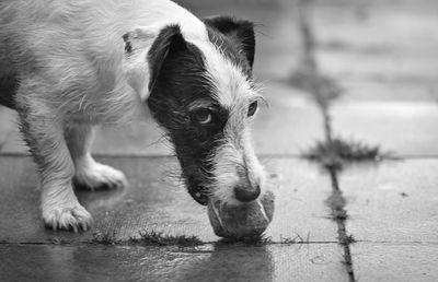 Close-up portrait of dog