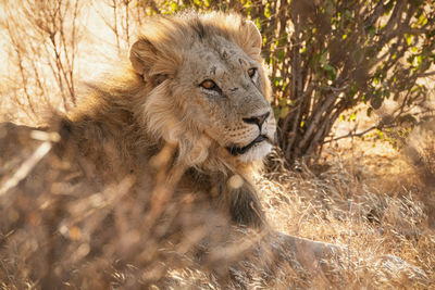 Animals in the wild - lion at sunset in samburu national reserve, north kenya